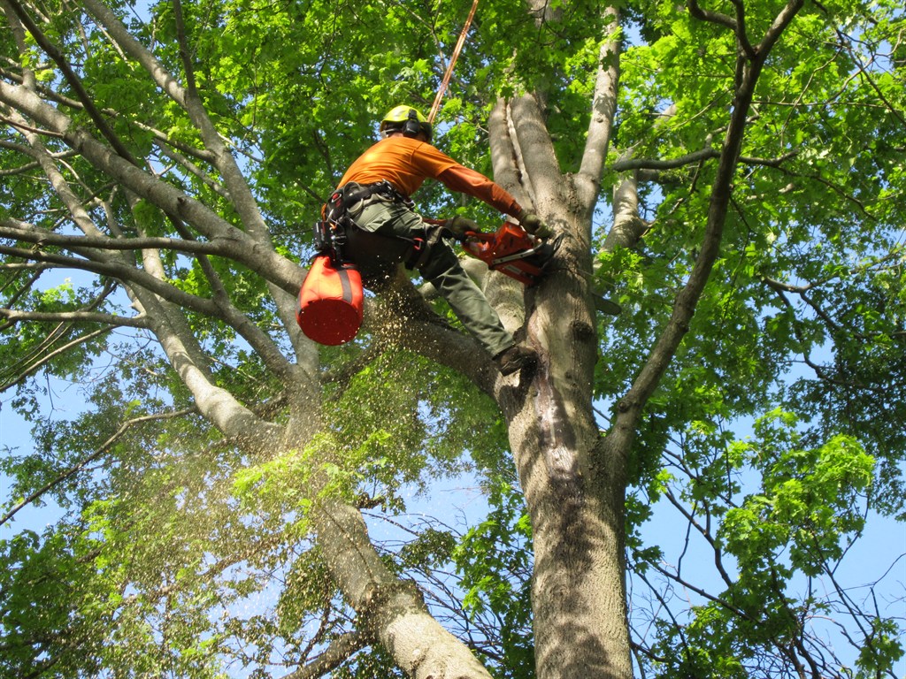 When and Why You Should Consider Professional Tree Removal Services in Vancouver, WA hero image