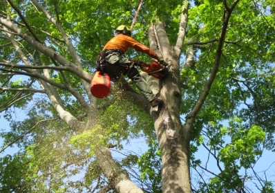 When and Why You Should Consider Professional Tree Removal Services in Vancouver, WA blog image