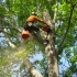 When and Why You Should Consider Professional Tree Removal Services in Vancouver, WA small image